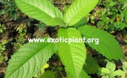 Ficus-albipila-35