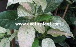 Ficus-altissima-Snow-Storm-26