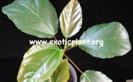 Ficus-auriculata-35-