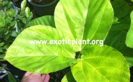 Ficus-auriculata-Malaysia-35