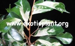 Ficus-benjamina-Curly-24