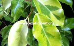 Ficus-benjamina-Yellow-Gold-23