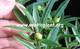 Ficus-microcarpa-Dwarf-Australia-40-