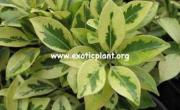 Ficus-microcarpa-yellow-margin-20