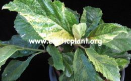 Ficus-nota-yellow-form-75-