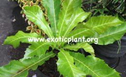Ficus-pseudopalma-75-