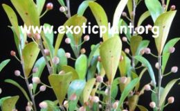 Ficus-sp-T31-25-