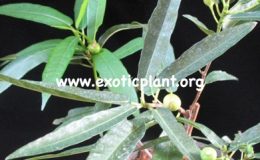 Ficus-sp-T40-Japan-40-