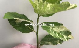 Ficus-sp-T43-variegated-50