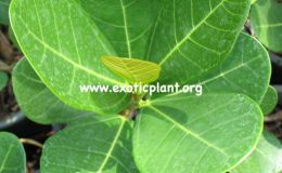 Ficus-sp.T01-Indonesia-26