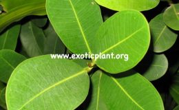 Ficus-sp.T05-Thailand-20