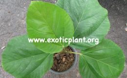 Ficus-sp.T06-Australia-75