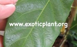 Ficus-sp.T09-Chumporn-province-southern-Thailand-30-
