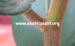 Ficus-sp.T13-Indonezia-dense-stem-45-