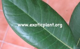 Ficus-sp.T13-Indonezia-dense-stem-45-1