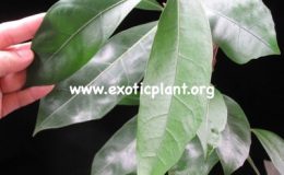 Ficus-sp.T19-Southern-Thailand-30