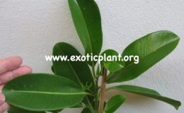 Ficus-sp.T27-26
