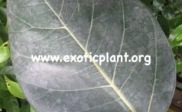 Ficus-sp.T37-Sri-Lanka-45