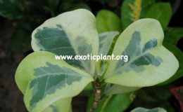 Ficus-triangularis-Coconut-Cream-70