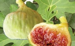 Fícus-cárica-cv-Osborn-35-некрупные-бронзового-цвета-плоды-мякоть-цвета-клубники-вкус-сладкий-и-насыщенный