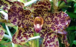 Grammatophyllum-speciosum-brown-spot-fl-23