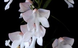 HaHabenaria-lindleyana-X-Habenaria-carnea-