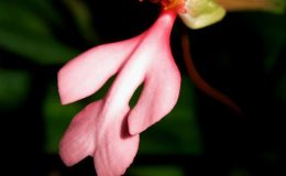 Habenaria-rhodocheila-