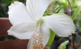 Hibiscus-Dainty-White-14