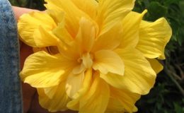Hibiscus-Jerry-Smith-20