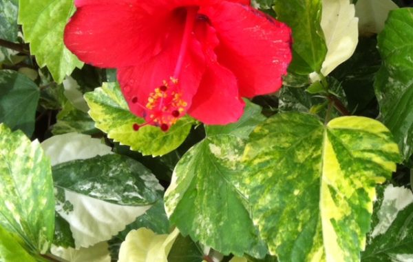 Hibiscus-rosa-sinensisyellow-variegated-30