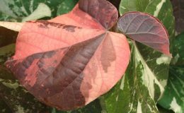 Hibiscus-tiliaceus-variegata-20