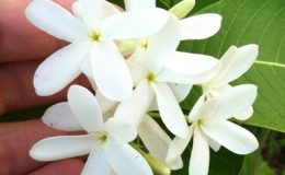 Holarrhena-curtisii-white-fl.Prachuap-province-southern-Thailand-TF-35