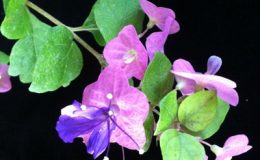 Holmskioldia-taitensis-35