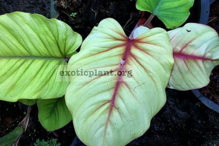 Homalomena, Schismatoglottis / Хомаломена, Шизматоглотис