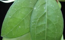 Hoya-erythrostemma637-900