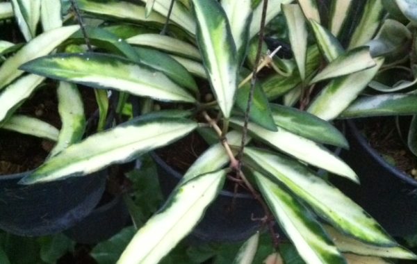 Hoya-kentiana-variegated-45