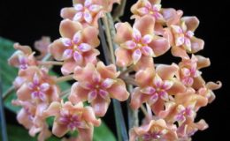 Hoya-sp-622Palawan622-1100