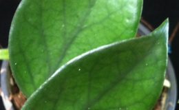 Hoya-villosa-
