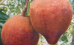 Hydnocarpus-sumatrana-Flacourtiaceae-35