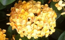 Ixora-Bangkok-Gold-24