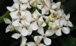 Ixora-Bangkok-White-24