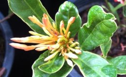 Ixora-Phillippine-Star-35