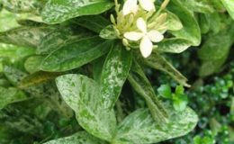 Ixora-Star-Showers-20