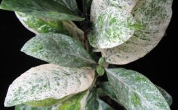 Ixora-finlaysonii-variegata-30-