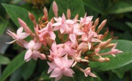 Ixora-lobbii-pink-and-triple-petal-30-e1451415282198
