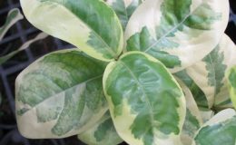 Ixora-sp-T09-variegata-44