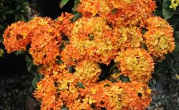 Ixora-sp.T01-20-
