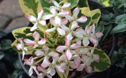 Ixora-sp.T02-albomarginata-white-flower-compact-40