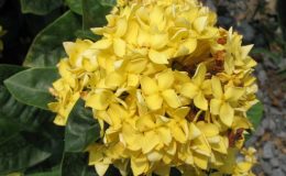 Ixora-sp.T03yellow-flower
