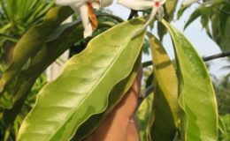 Ixora-sp.T04-albomarginata-Kopsia-arborea-variegated-40